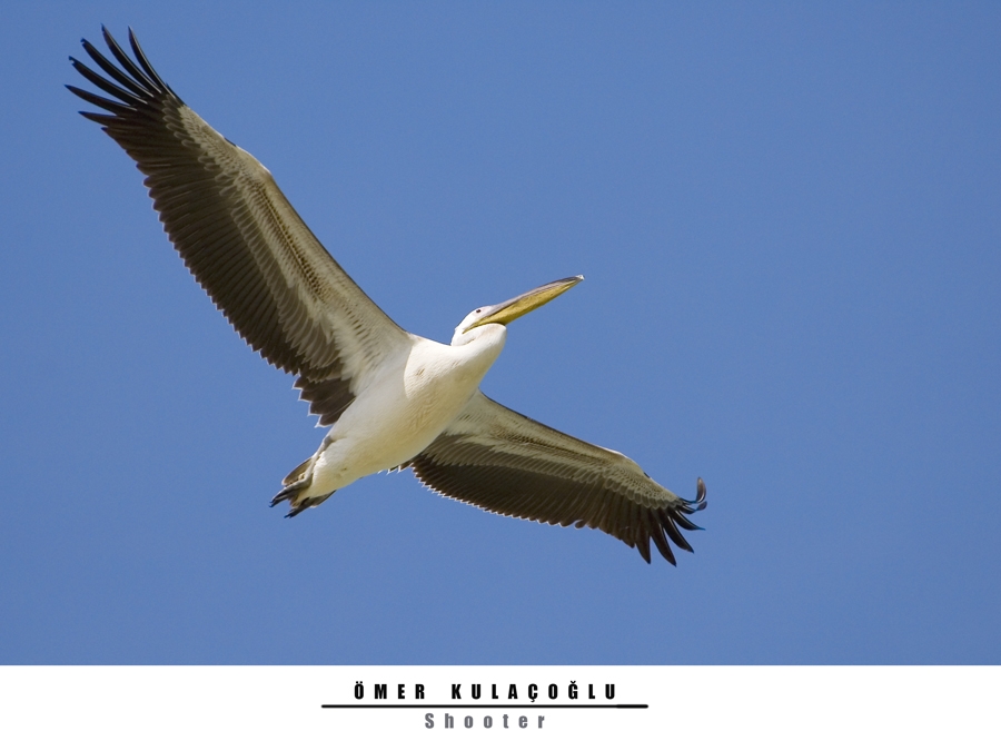Great White Pelican