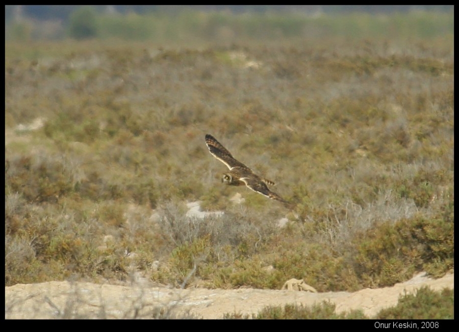 Short-eared Owl