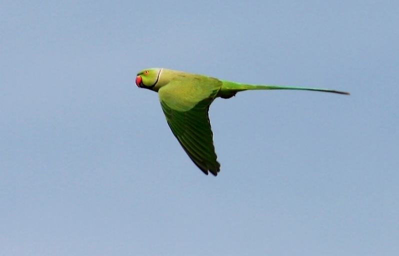 Rose-ringed Parakeet
