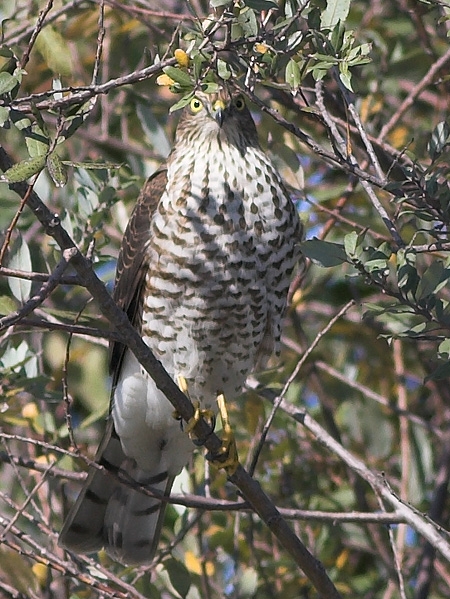 Eurasian Sparrowhawk