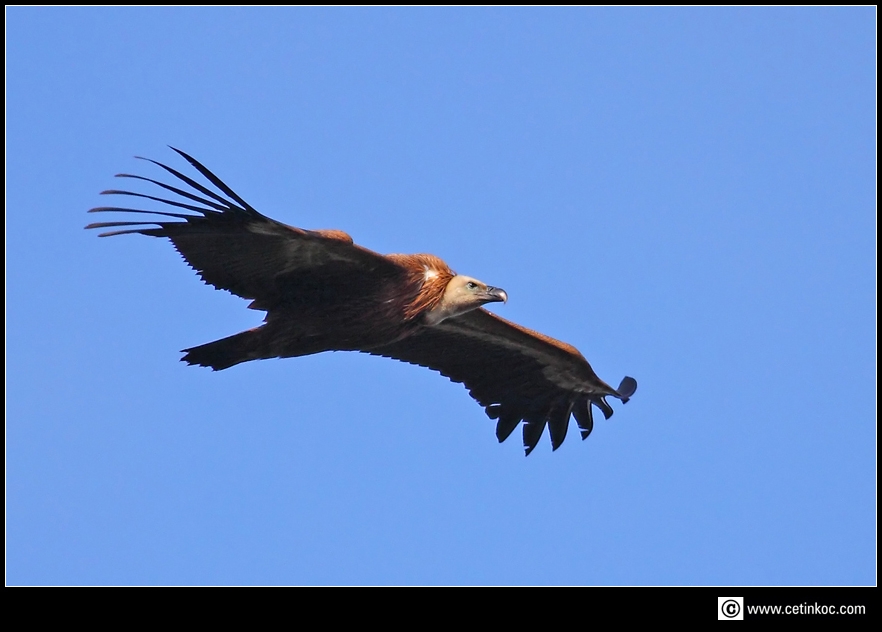 Griffon Vulture