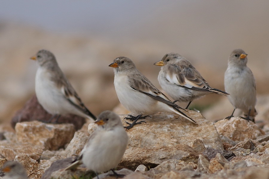 White-winged Snowfinch