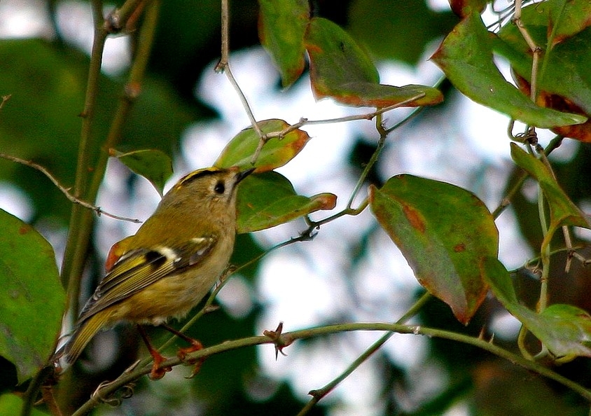 Goldcrest