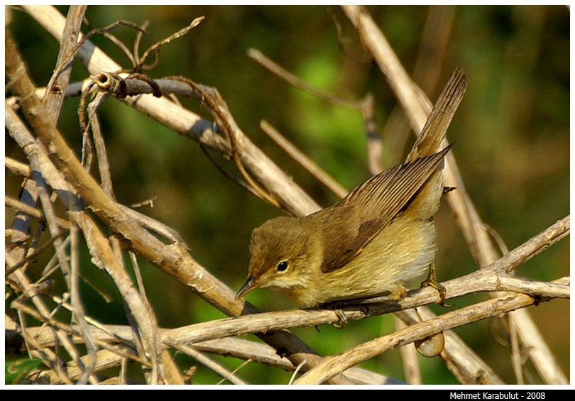 Common Reed Warbler