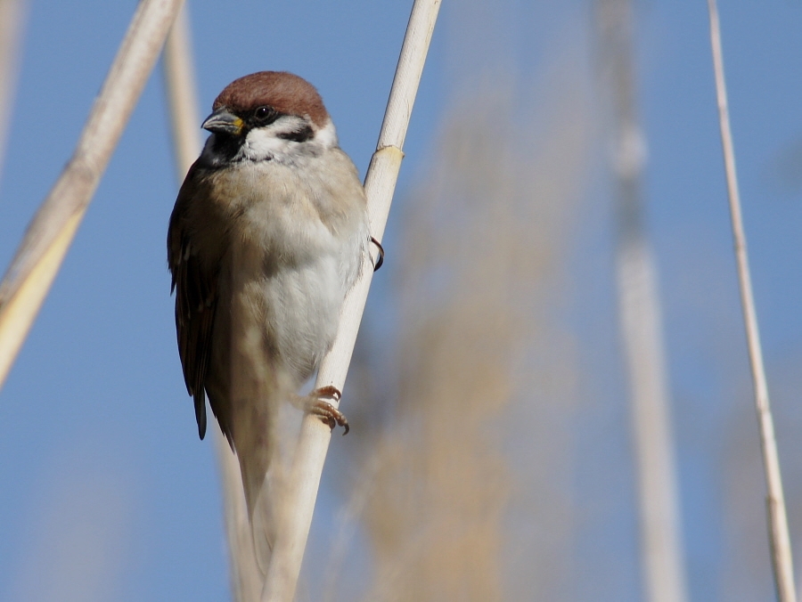Eurasian Tree Sparrow
