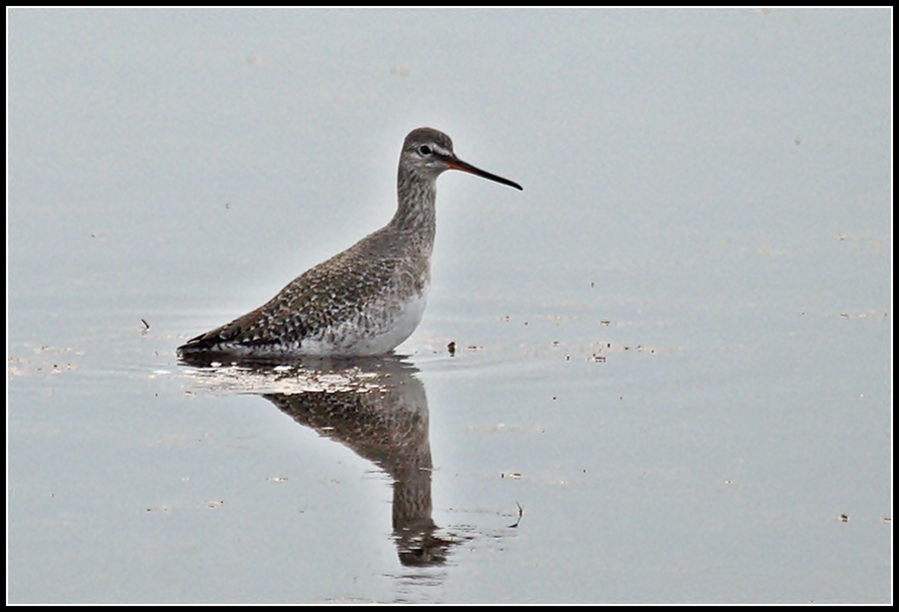 Spotted Redshank