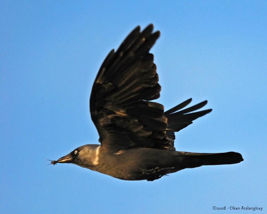 Western Jackdaw
