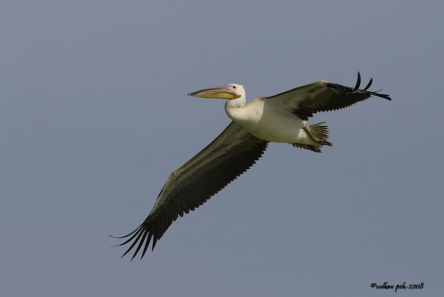 Great White Pelican