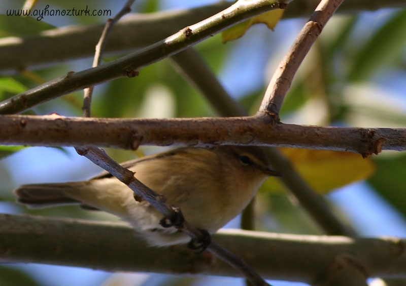 Mountain Chiffchaff