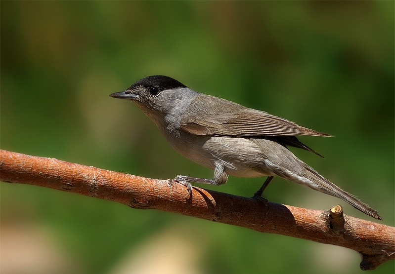 Eurasian Blackcap