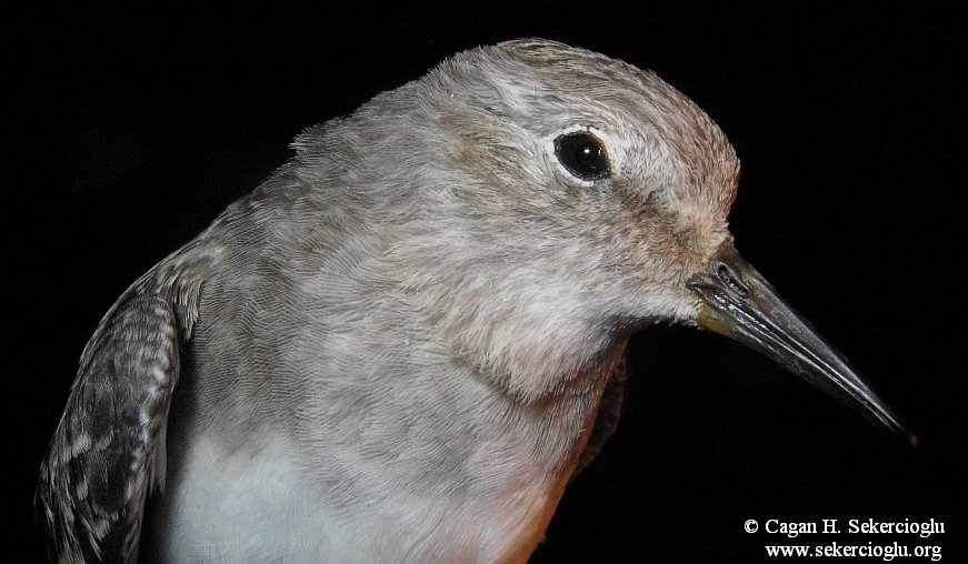 Temminck`s Stint