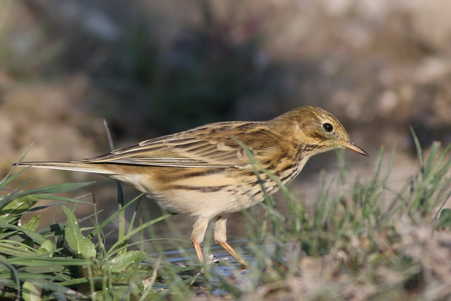 Meadow Pipit