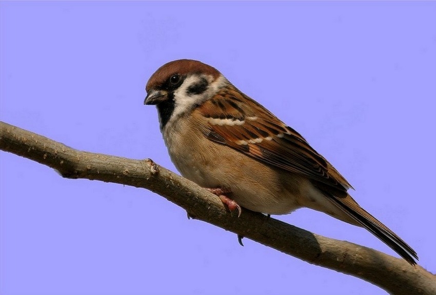Eurasian Tree Sparrow