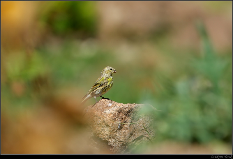 European Serin