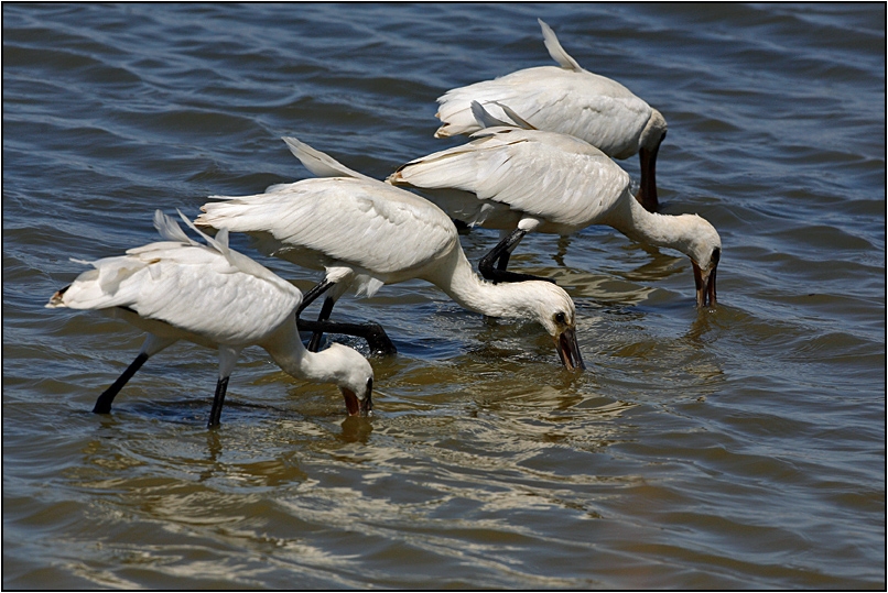 Eurasian Spoonbill