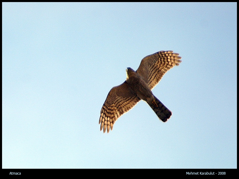 Eurasian Sparrowhawk