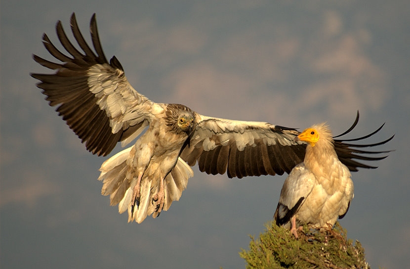Egyptian Vulture