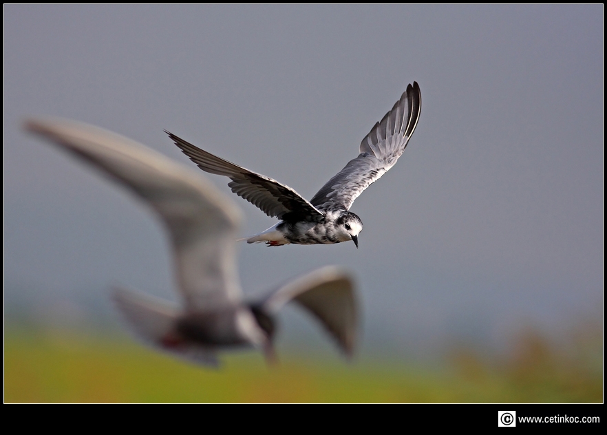 White-winged Tern