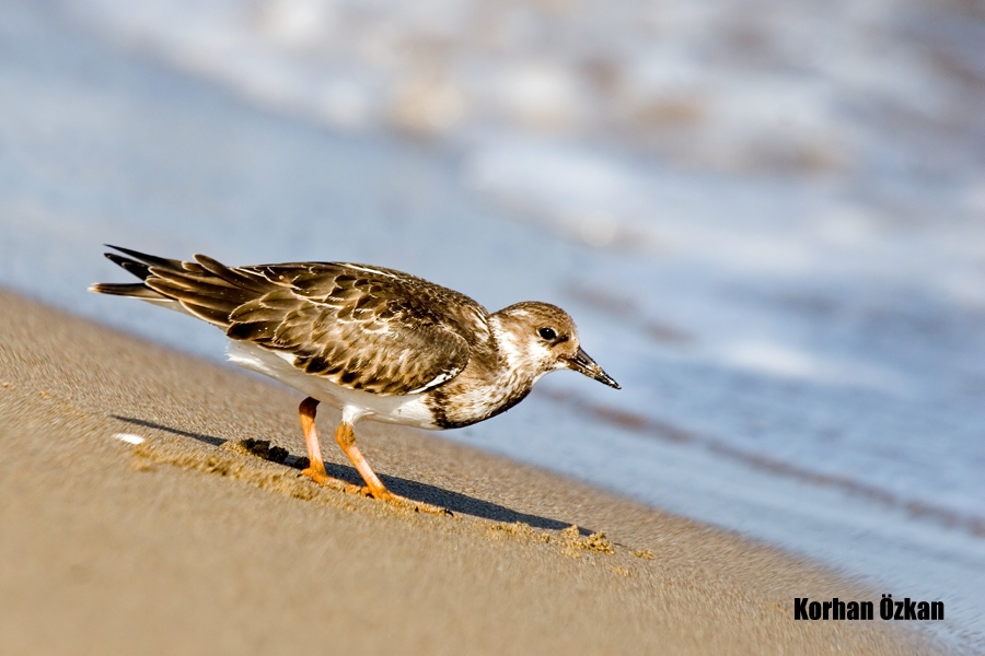 Ruddy Turnstone