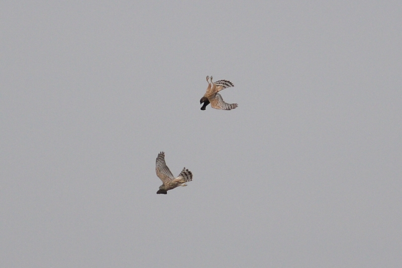 Eurasian Goshawk