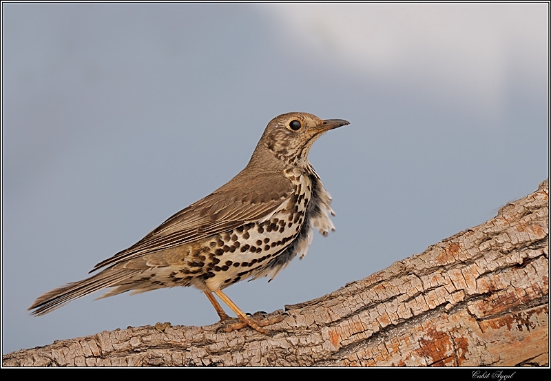 Mistle Thrush