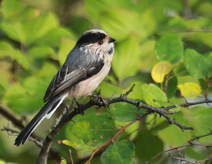 Long-tailed Tit