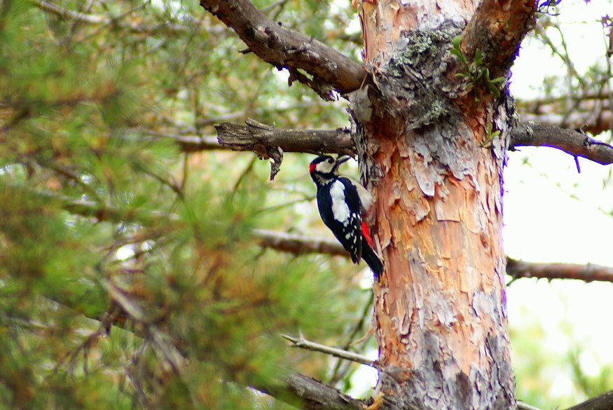 Great Spotted Woodpecker