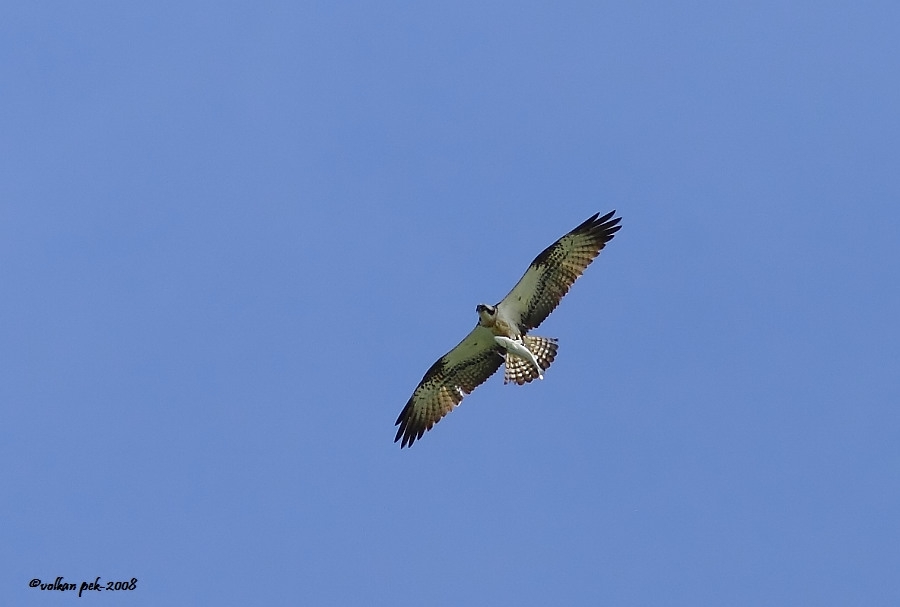 Osprey