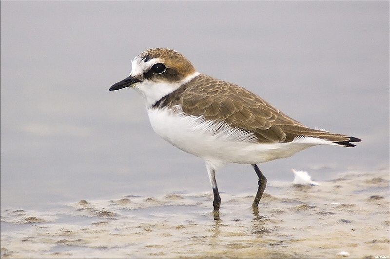 Kentish Plover