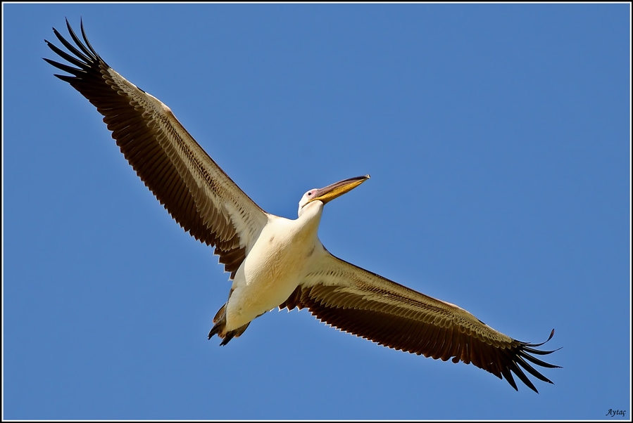 Great White Pelican