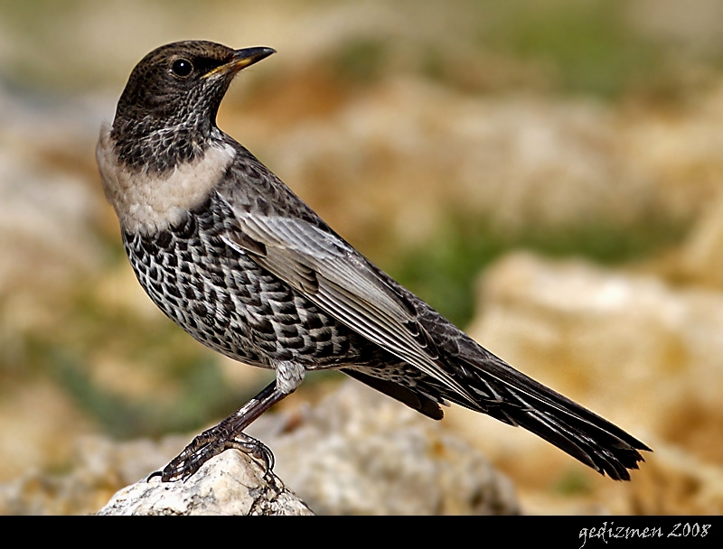 Ring Ouzel