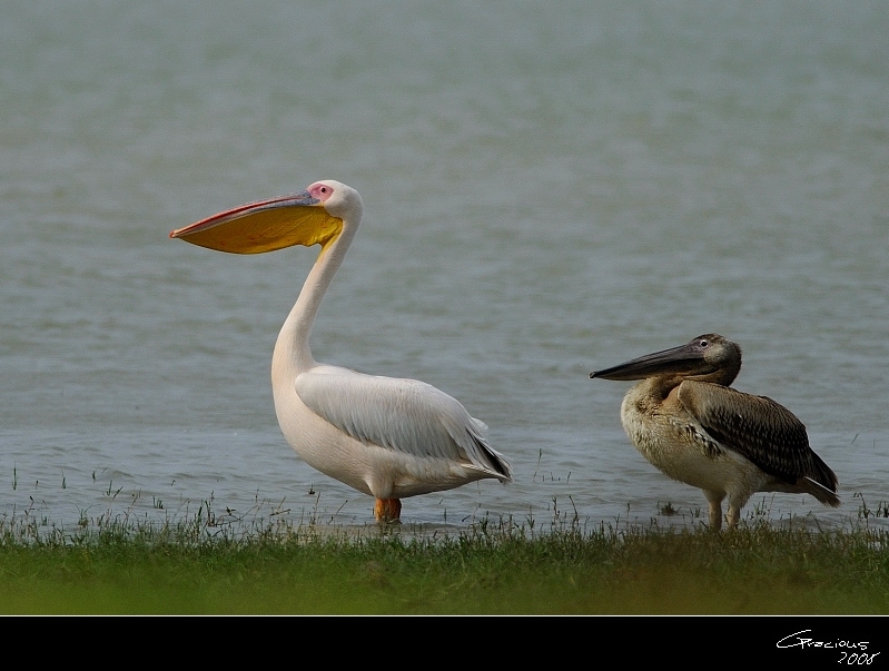 Great White Pelican