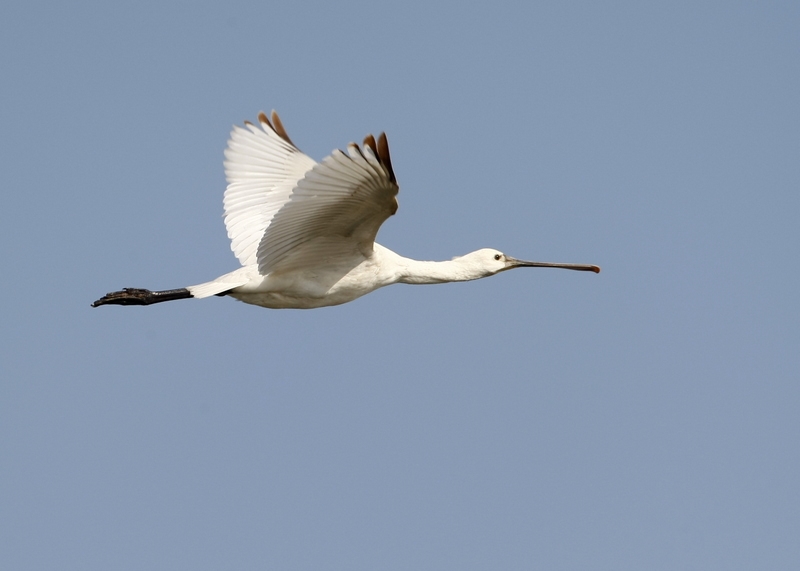 Eurasian Spoonbill