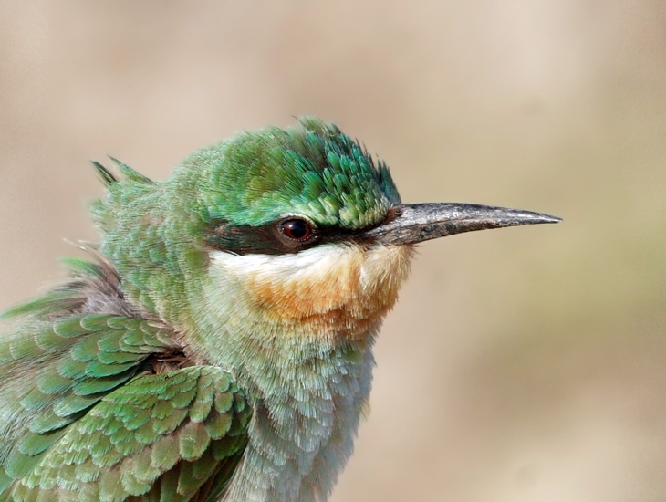 Blue-cheeked Bee-eater