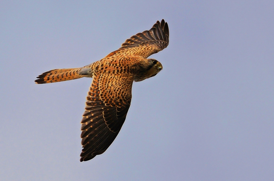 Common Kestrel