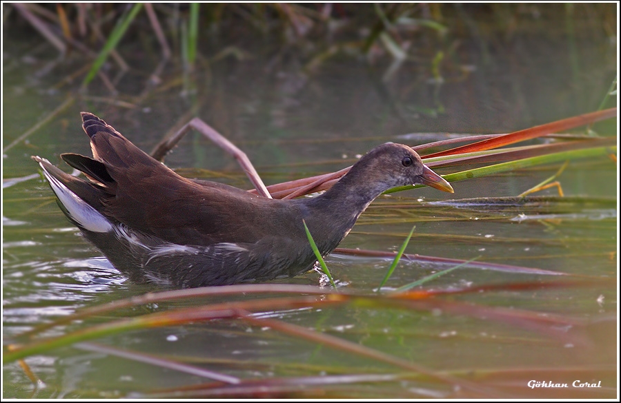 Common Moorhen