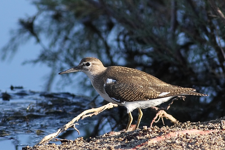Common Sandpiper