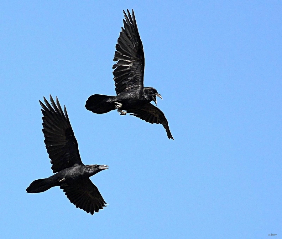Northern Raven