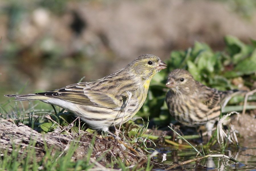 European Serin