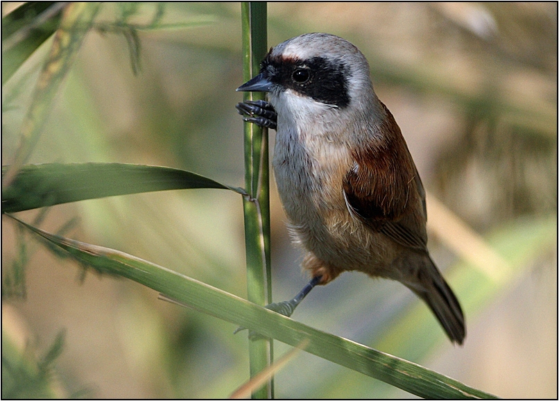Eurasian Penduline Tit