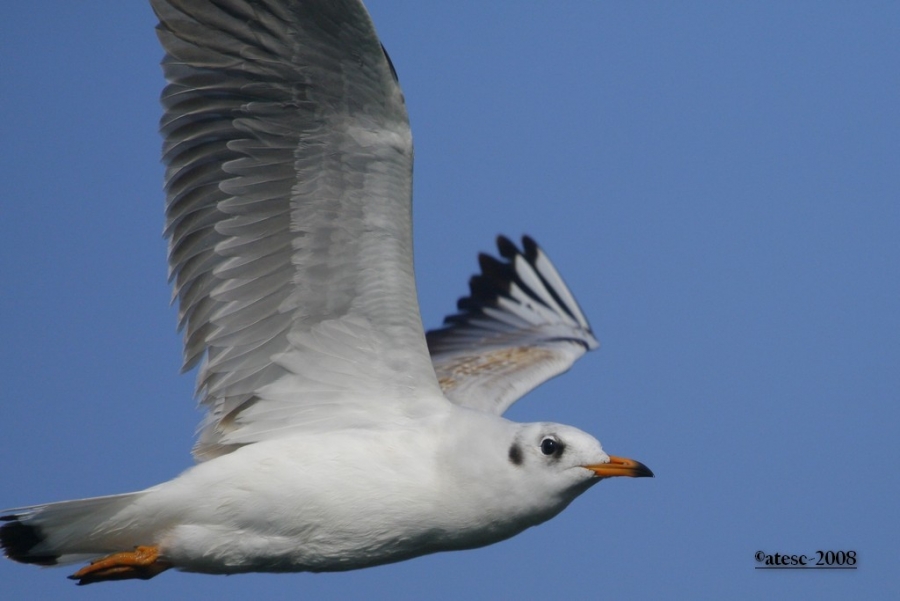 Black-headed Gull