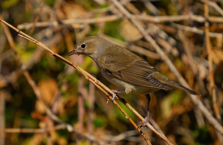 Garden Warbler