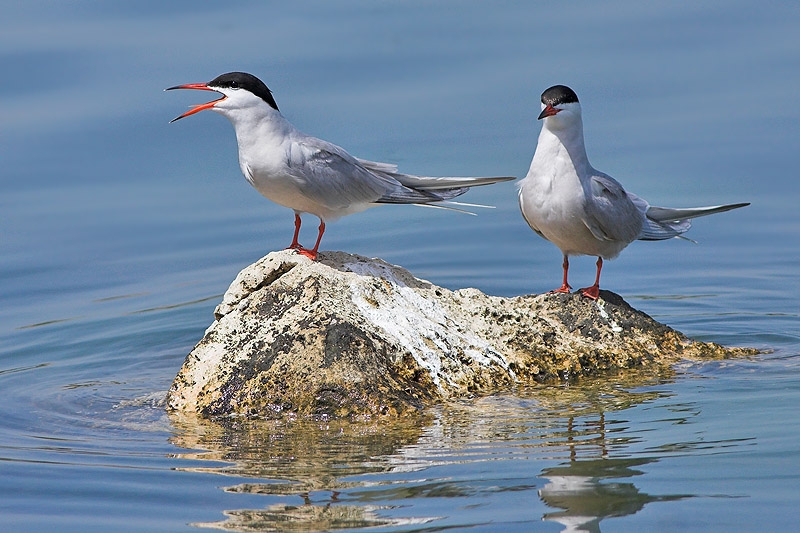 Common Tern