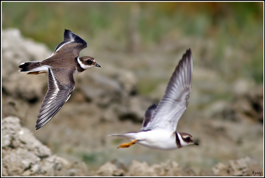 Common Ringed Plover