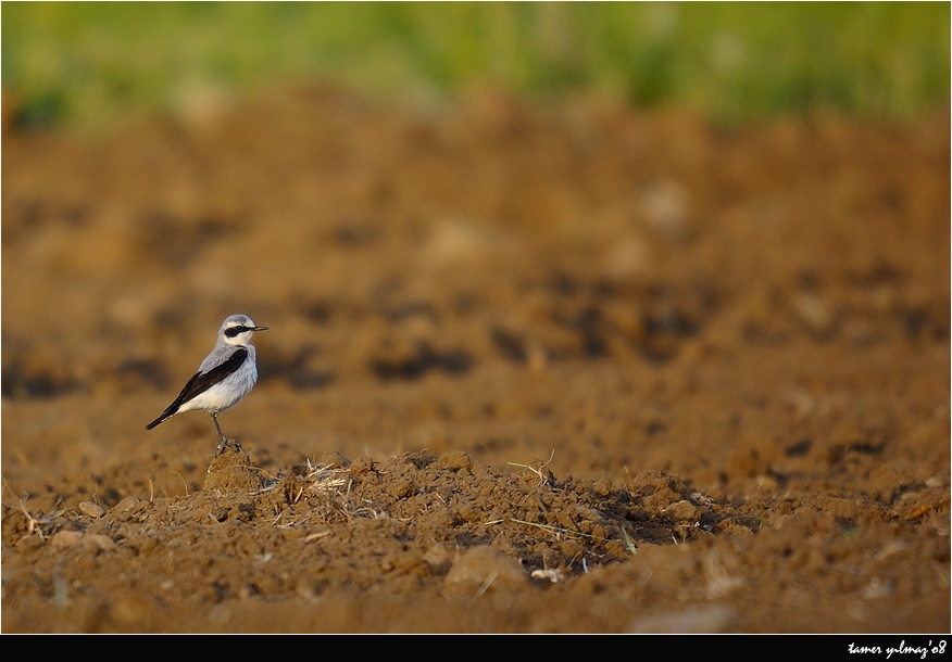 Northern Wheatear