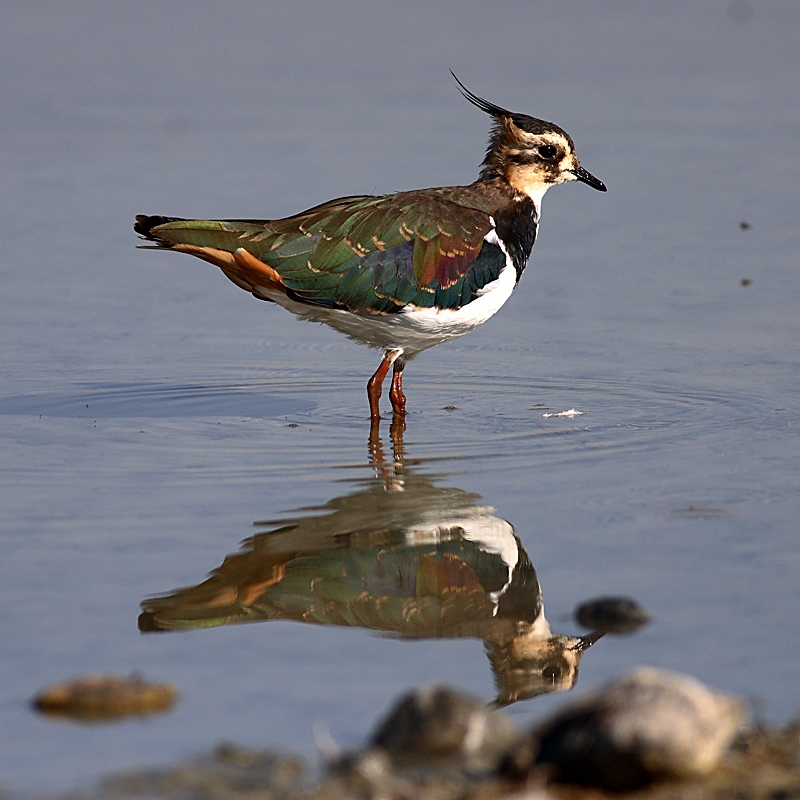 Northern Lapwing