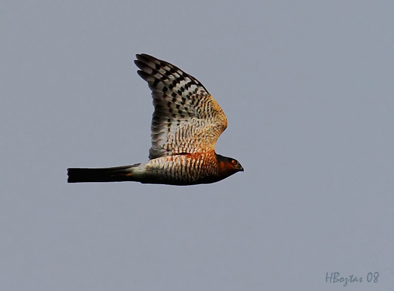Eurasian Sparrowhawk