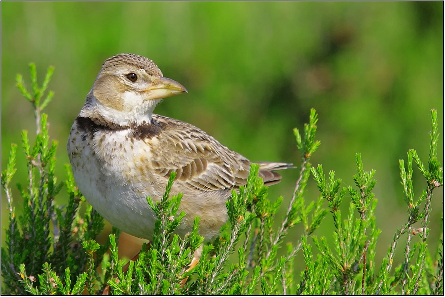 Calandra Lark