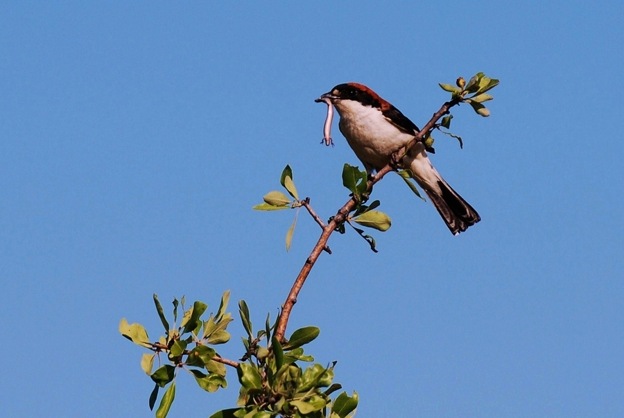 Woodchat Shrike