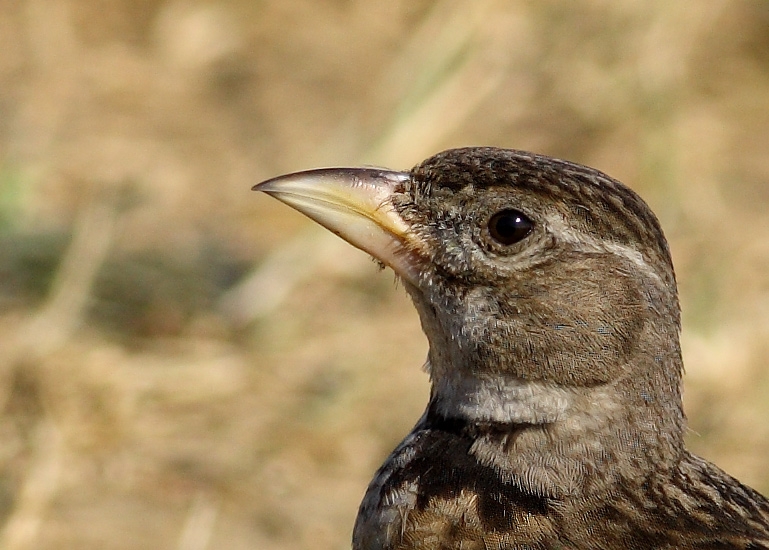 Calandra Lark